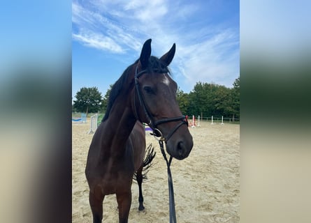 Hannoveriano, Caballo castrado, 4 años, 174 cm, Castaño