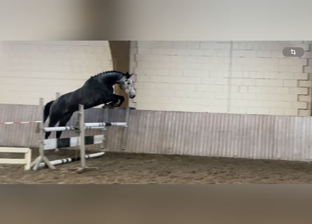 Hannoveriano, Caballo castrado, 4 años, 174 cm, Tordo rodado