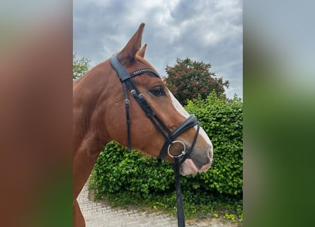 Hannoveriano, Caballo castrado, 4 años, 175 cm, Alazán