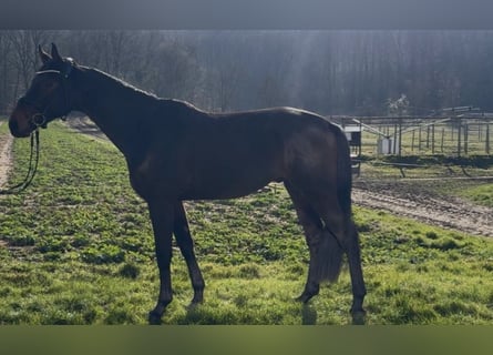 Hannoveriano, Caballo castrado, 4 años, 175 cm, Castaño oscuro