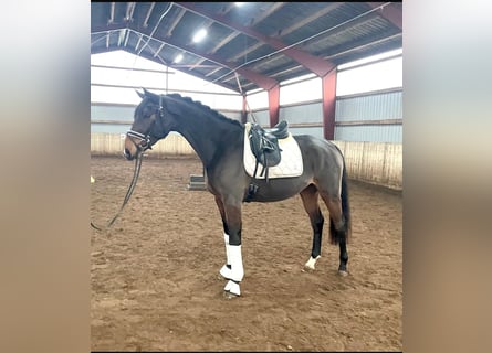 Hannoveriano, Caballo castrado, 4 años, 175 cm, Castaño oscuro