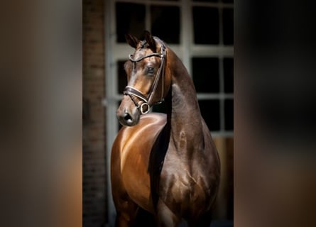 Hannoveriano, Caballo castrado, 4 años, 175 cm, Castaño oscuro