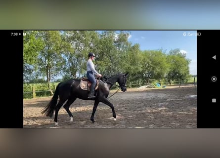 Hannoveriano, Caballo castrado, 4 años, 175 cm, Negro