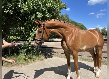 Hannoveriano, Caballo castrado, 4 años, 176 cm, Alazán