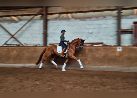 Hannoveriano, Caballo castrado, 4 años, 176 cm, Alazán