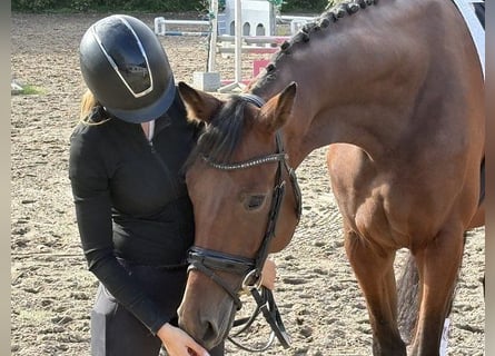 Hannoveriano, Caballo castrado, 4 años, 176 cm, Castaño