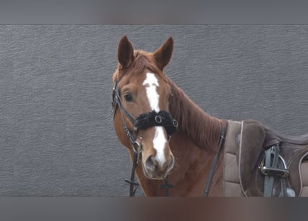 Hannoveriano, Caballo castrado, 4 años, 177 cm, Alazán
