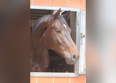 Hannoveriano, Caballo castrado, 4 años, 177 cm, Castaño oscuro