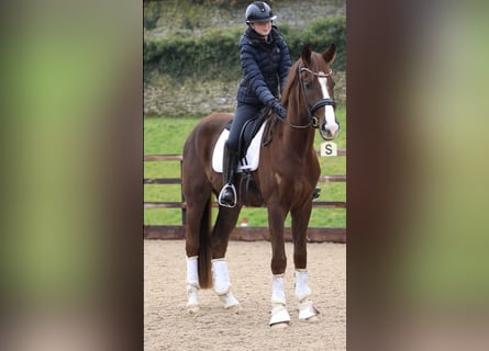 Hannoveriano, Caballo castrado, 4 años, 178 cm, Alazán-tostado