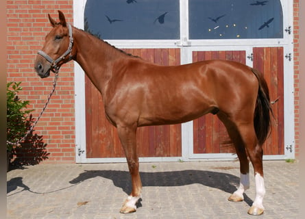 Hannoveriano, Caballo castrado, 4 años, 178 cm