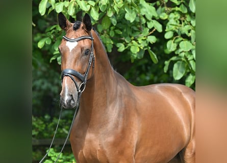 Hannoveriano, Caballo castrado, 4 años, 180 cm, Castaño