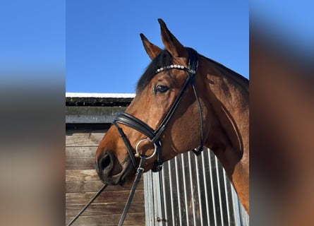 Hannoveriano, Caballo castrado, 4 años, 180 cm, Castaño
