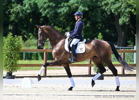 Hannoveriano, Caballo castrado, 4 años, 180 cm, Castaño oscuro