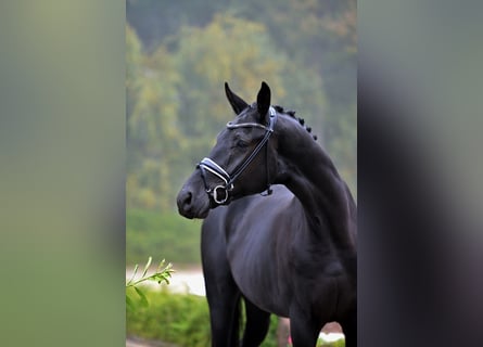 Hannoveriano, Caballo castrado, 4 años, 181 cm, Negro