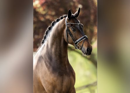 Hannoveriano, Caballo castrado, 4 años, 183 cm, Castaño oscuro