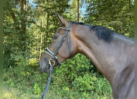 Hannoveriano, Caballo castrado, 4 años, 185 cm, Castaño oscuro