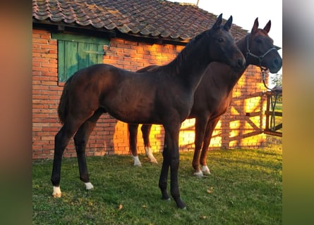 Hannoveriano, Caballo castrado, 4 años, Castaño