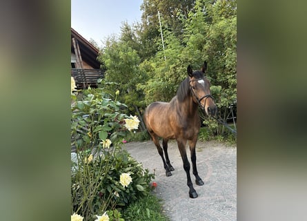 Hannoveriano, Caballo castrado, 5 años, 160 cm, Castaño