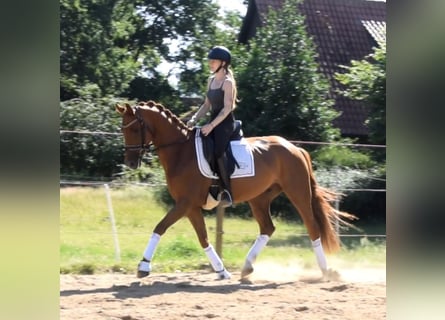 Hannoveriano, Caballo castrado, 5 años, 162 cm, Alazán
