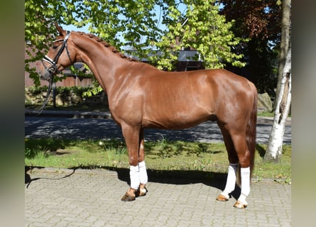 Hannoveriano, Caballo castrado, 5 años, 162 cm, Alazán