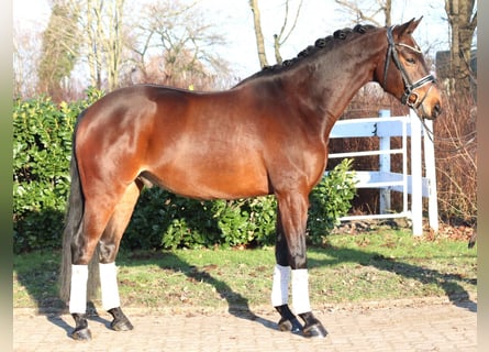 Hannoveriano, Caballo castrado, 5 años, 162 cm, Castaño