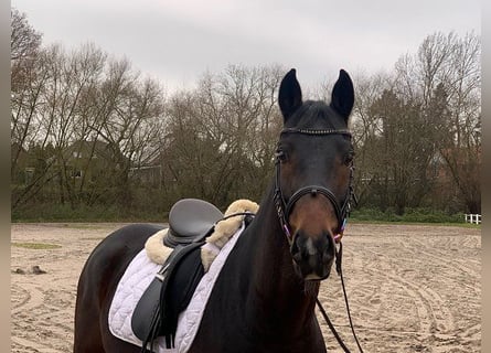 Hannoveriano, Caballo castrado, 5 años, 162 cm, Castaño oscuro