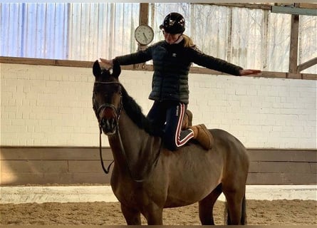 Hannoveriano, Caballo castrado, 5 años, 162 cm, Castaño oscuro