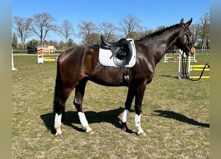 Hannoveriano, Caballo castrado, 5 años, 162 cm, Castaño oscuro