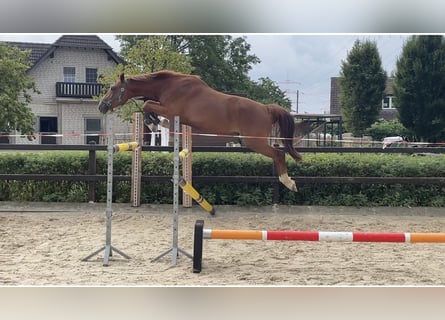 Hannoveriano, Caballo castrado, 5 años, 163 cm, Alazán