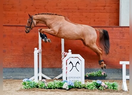 Hannoveriano, Caballo castrado, 5 años, 163 cm, Alazán