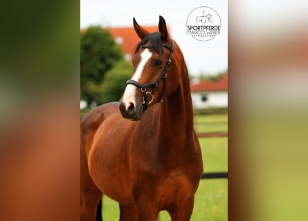 Hannoveriano, Caballo castrado, 5 años, 163 cm, Castaño oscuro