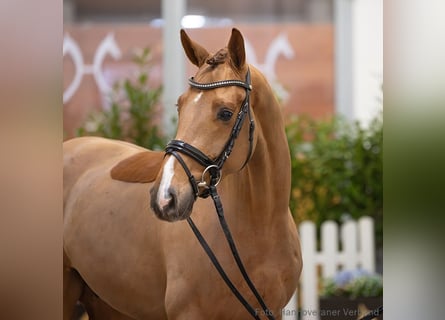 Hannoveriano, Caballo castrado, 5 años, 164 cm, Alazán