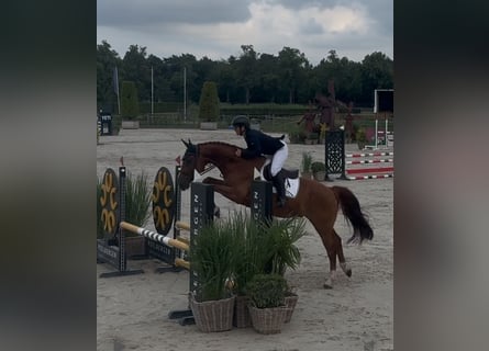 Hannoveriano, Caballo castrado, 5 años, 165 cm, Alazán