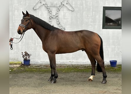 Hannoveriano, Caballo castrado, 5 años, 165 cm, Castaño