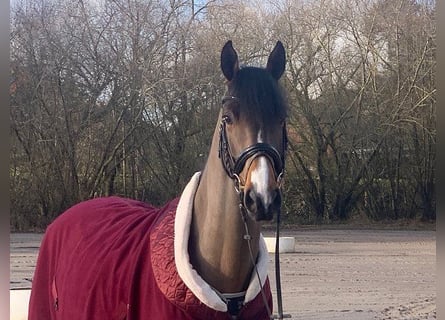 Hannoveriano, Caballo castrado, 5 años, 165 cm, Castaño