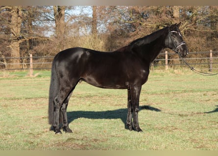 Hannoveriano, Caballo castrado, 5 años, 165 cm, Negro