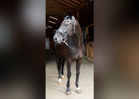 Hannoveriano, Caballo castrado, 5 años, 165 cm, Negro