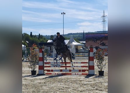 Hannoveriano, Caballo castrado, 5 años, 165 cm, Tordo rodado