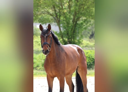 Hannoveriano, Caballo castrado, 5 años, 166 cm, Castaño