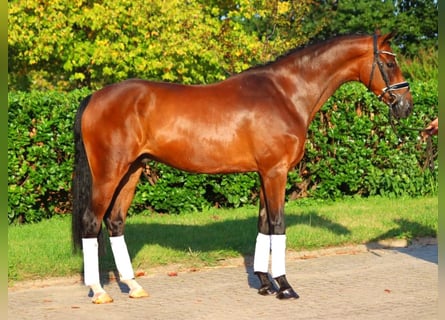 Hannoveriano, Caballo castrado, 5 años, 166 cm, Castaño