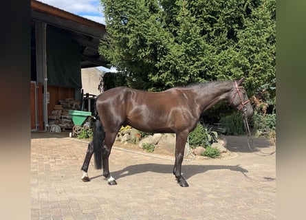 Hannoveriano, Caballo castrado, 5 años, 166 cm, Negro