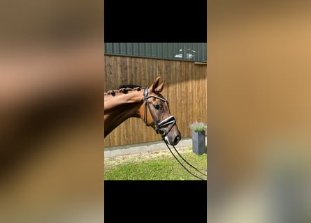 Hannoveriano, Caballo castrado, 5 años, 167 cm, Alazán