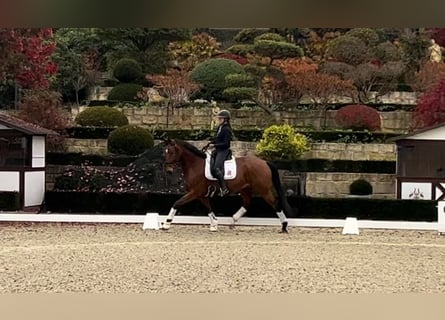 Hannoveriano, Caballo castrado, 5 años, 167 cm, Castaño