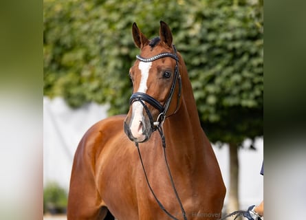 Hannoveriano, Caballo castrado, 5 años, 167 cm, Castaño