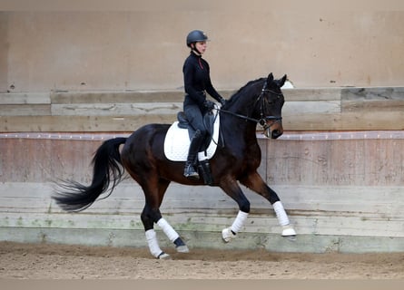 Hannoveriano, Caballo castrado, 5 años, 167 cm, Castaño oscuro