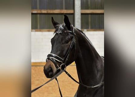 Hannoveriano, Caballo castrado, 5 años, 167 cm, Castaño oscuro