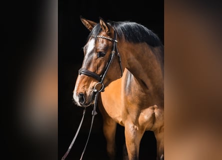 Hannoveriano, Caballo castrado, 5 años, 167 cm, Castaño rojizo