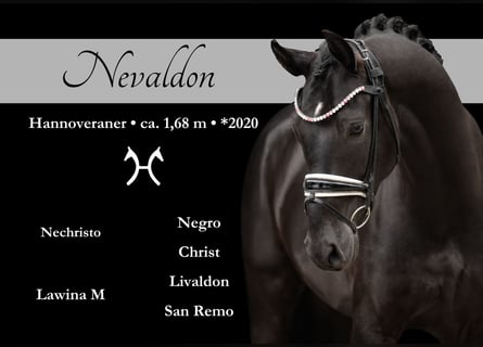 Hannoveriano, Caballo castrado, 5 años, 167 cm, Negro
