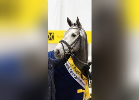 Hannoveriano, Caballo castrado, 5 años, 167 cm, Tordo