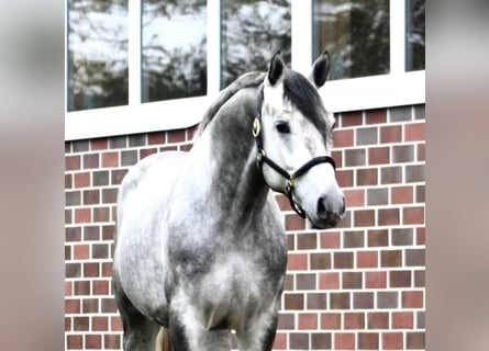 Hannoveriano, Caballo castrado, 5 años, 167 cm, Tordo rodado